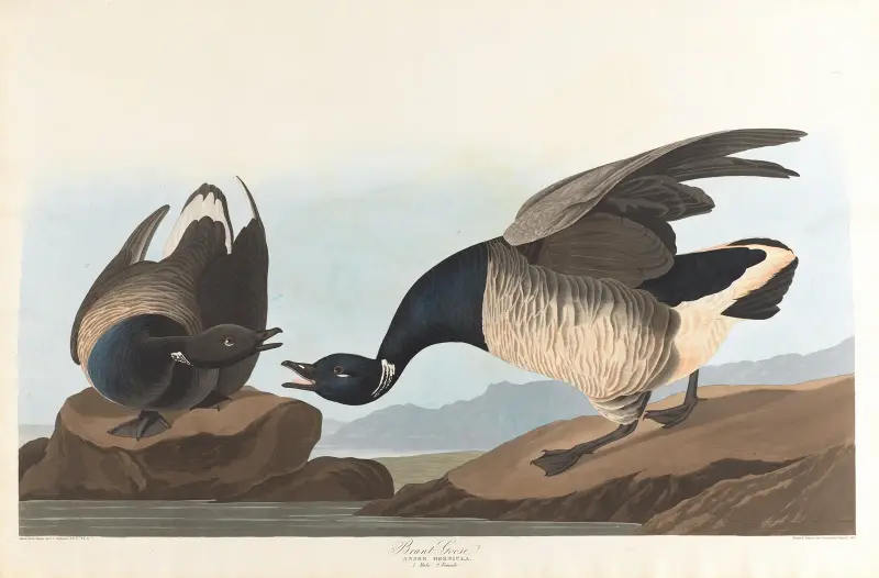 Vitkindad gås, John James Audubon