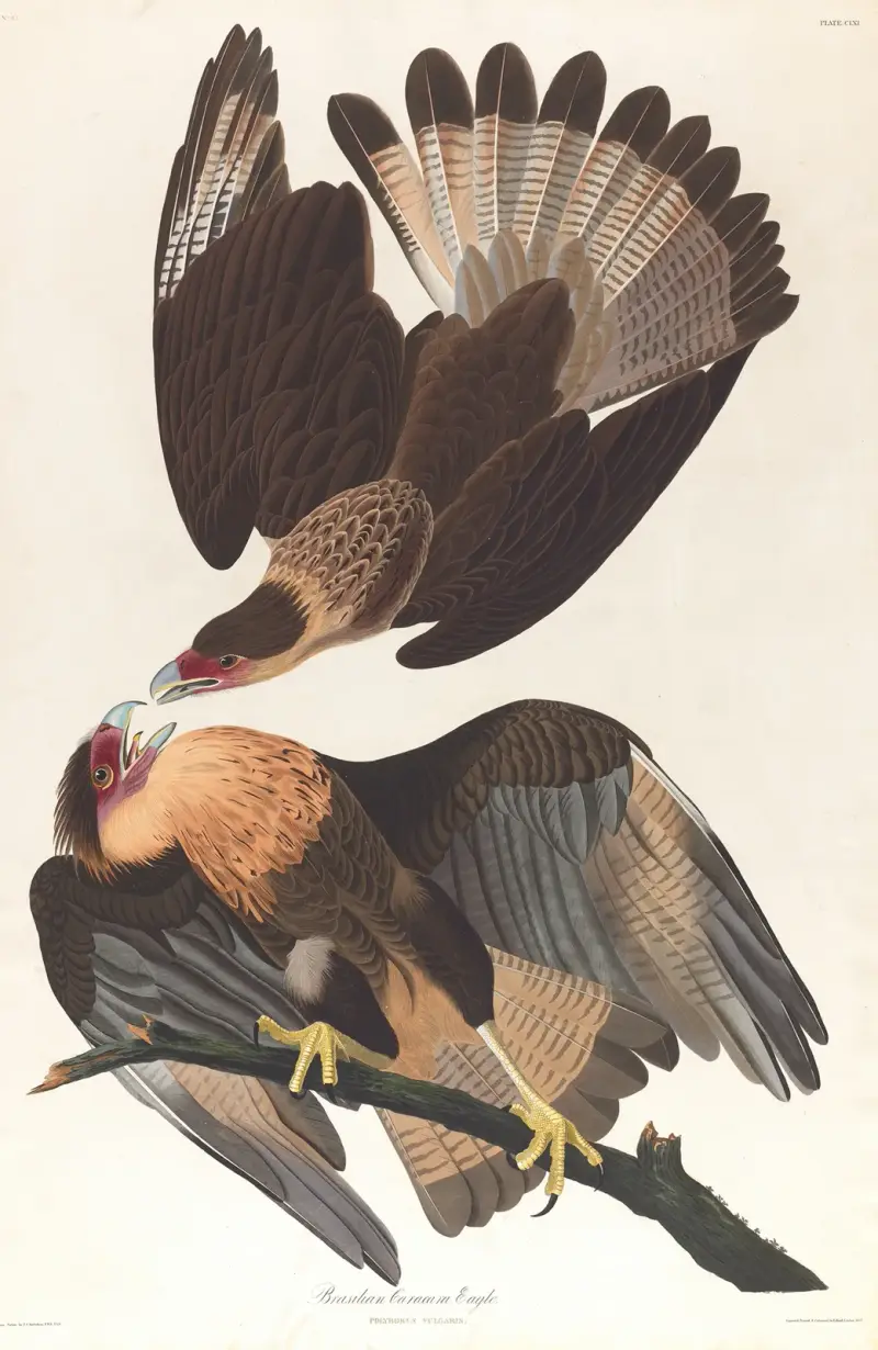Brasilianischer Caracara-Adler von John James Audubon