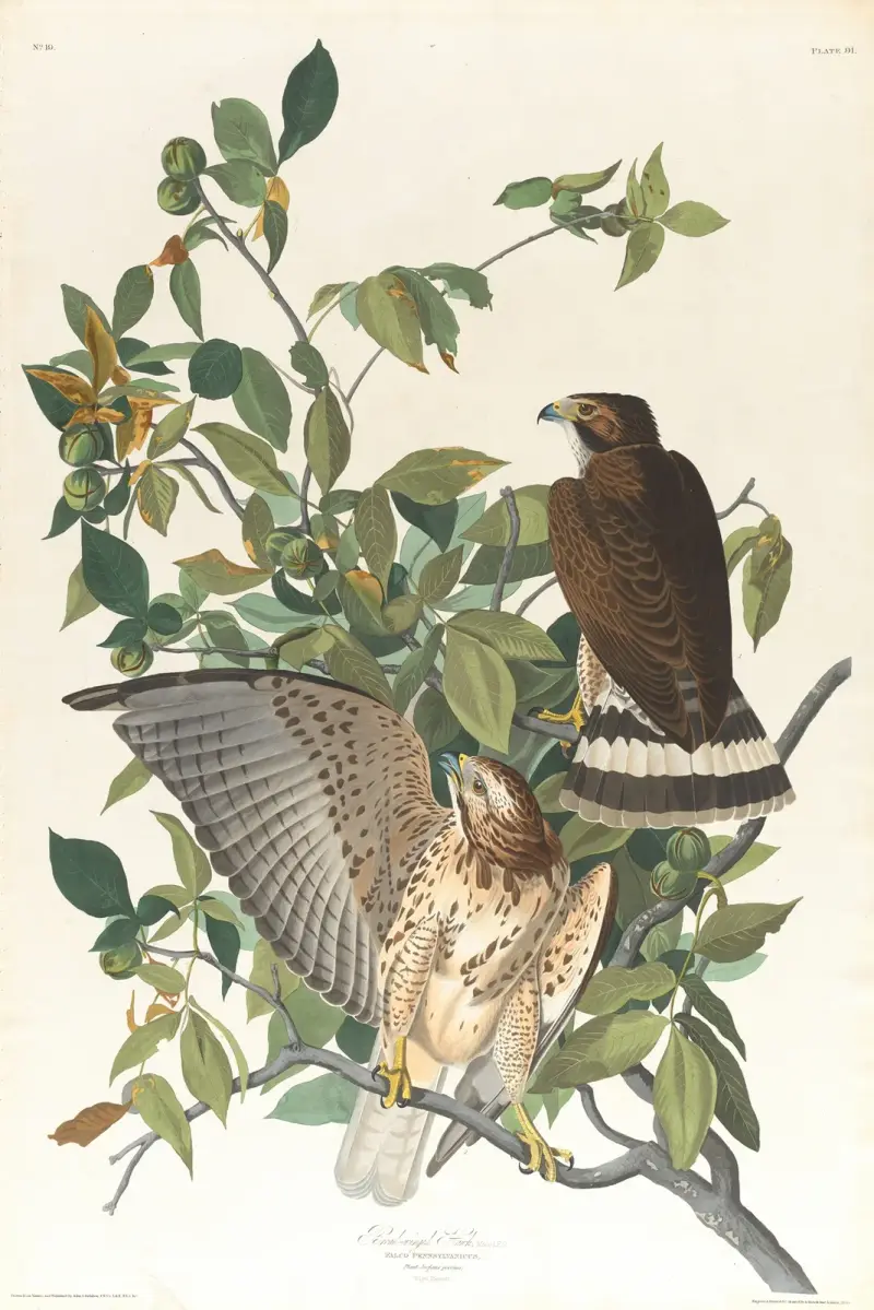 Breitflügelbussard von John James Audubon