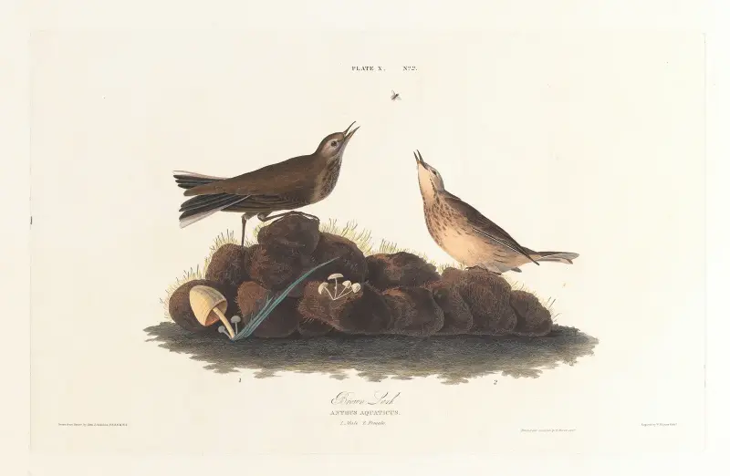 Brunlärka, John James Audubon