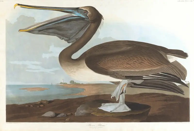 Brauner Pelikan von John James Audubon