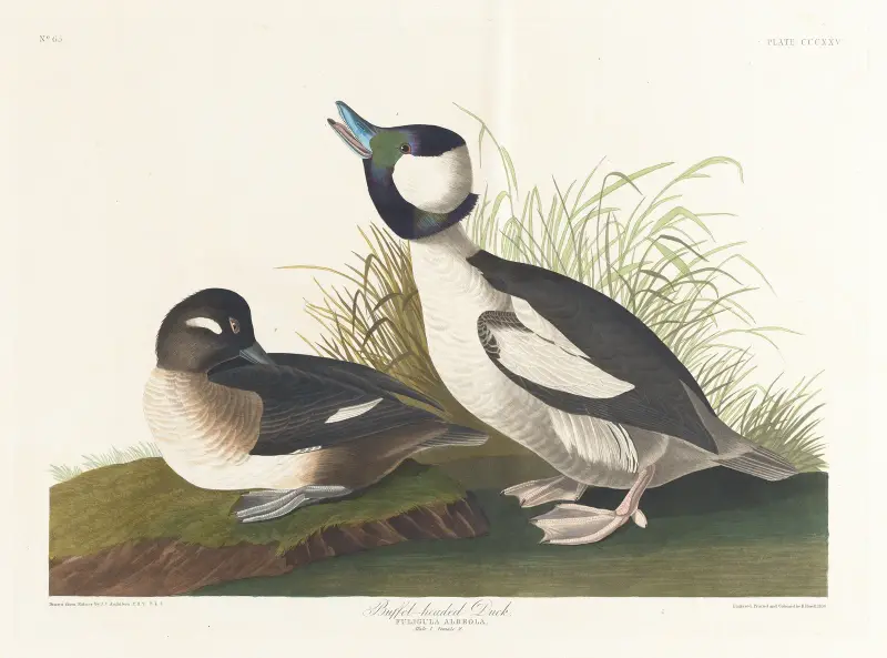 Kachna s hřebínkem, John James Audubon