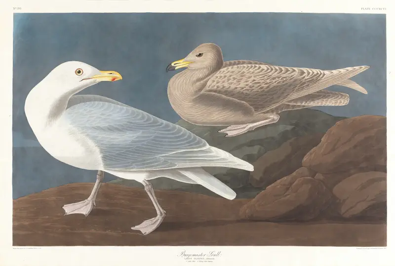 Burgomaster gull, John James Audubon