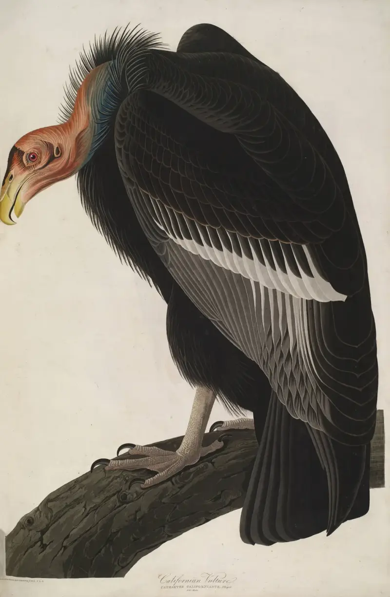 Kalifornischer Kondor, 1827 – Nr. 1 von John James Audubon