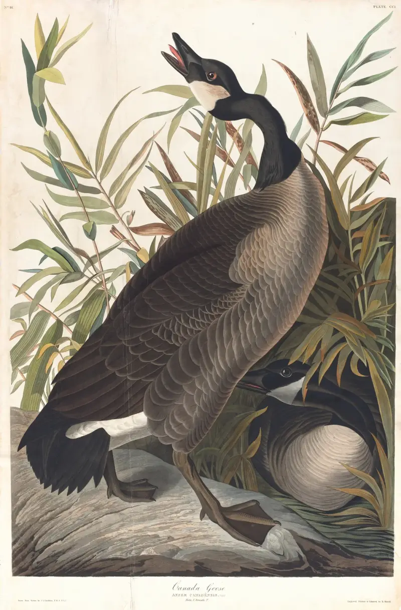 Kanadská husa, John James Audubon
