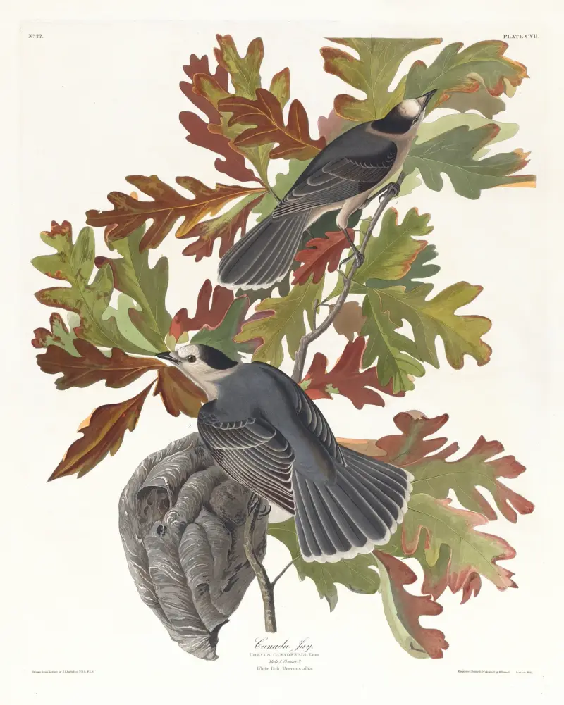 Kanadensisk skrika, John James Audubon