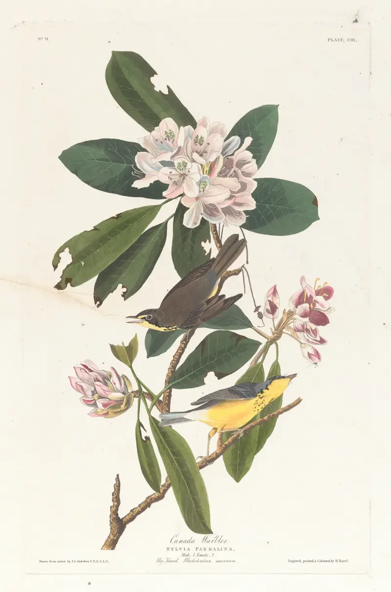 Kanadaparula, John James Audubon