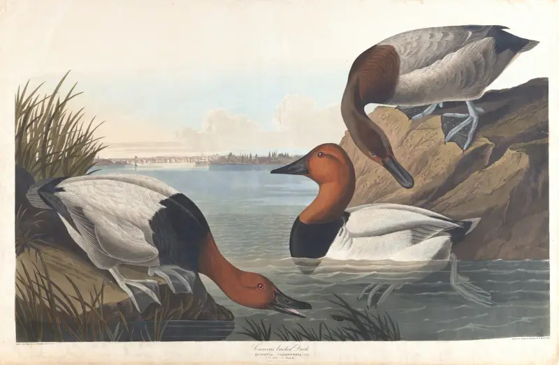 Canvasbackand, John James Audubon