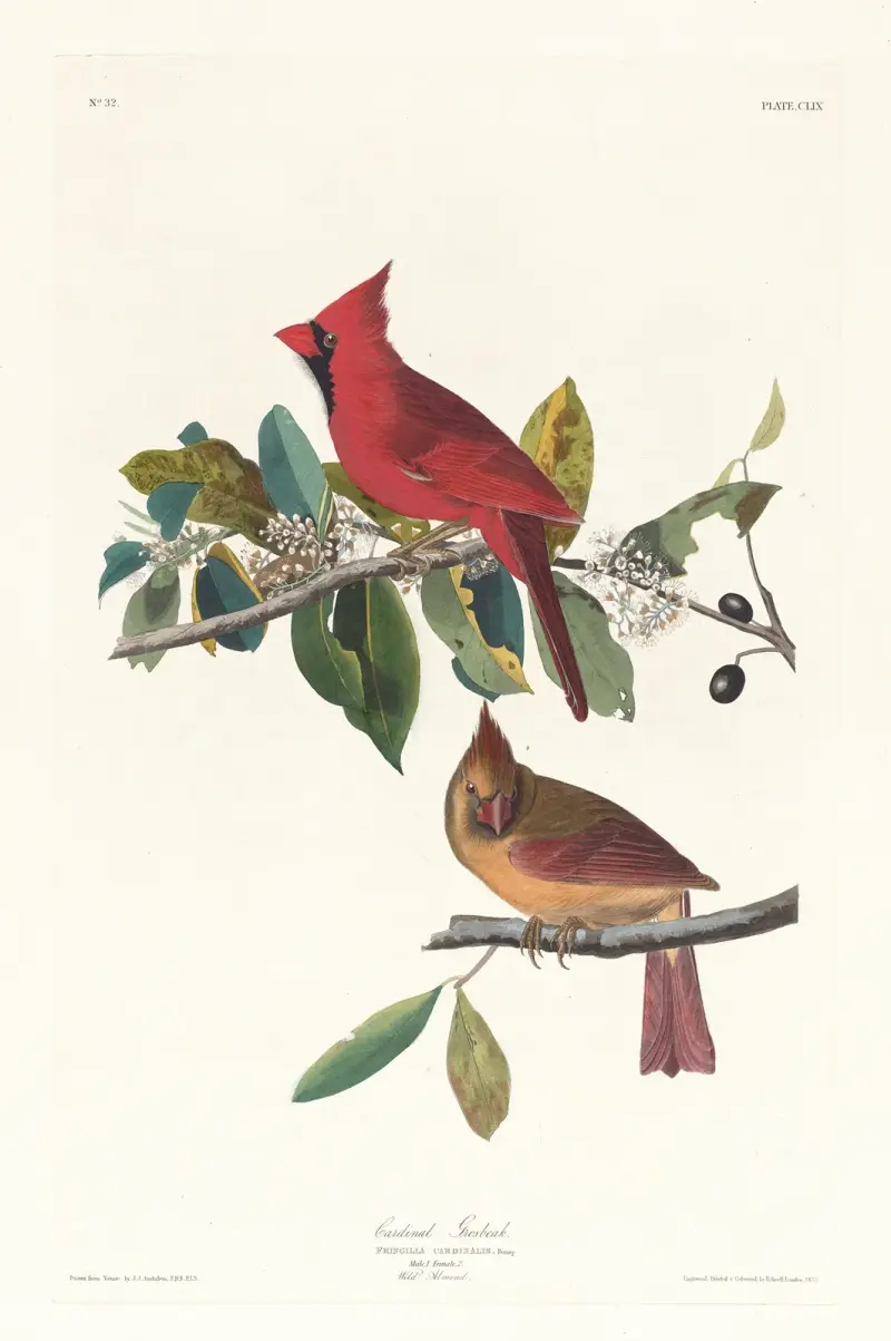 Kardinalfink von John James Audubon