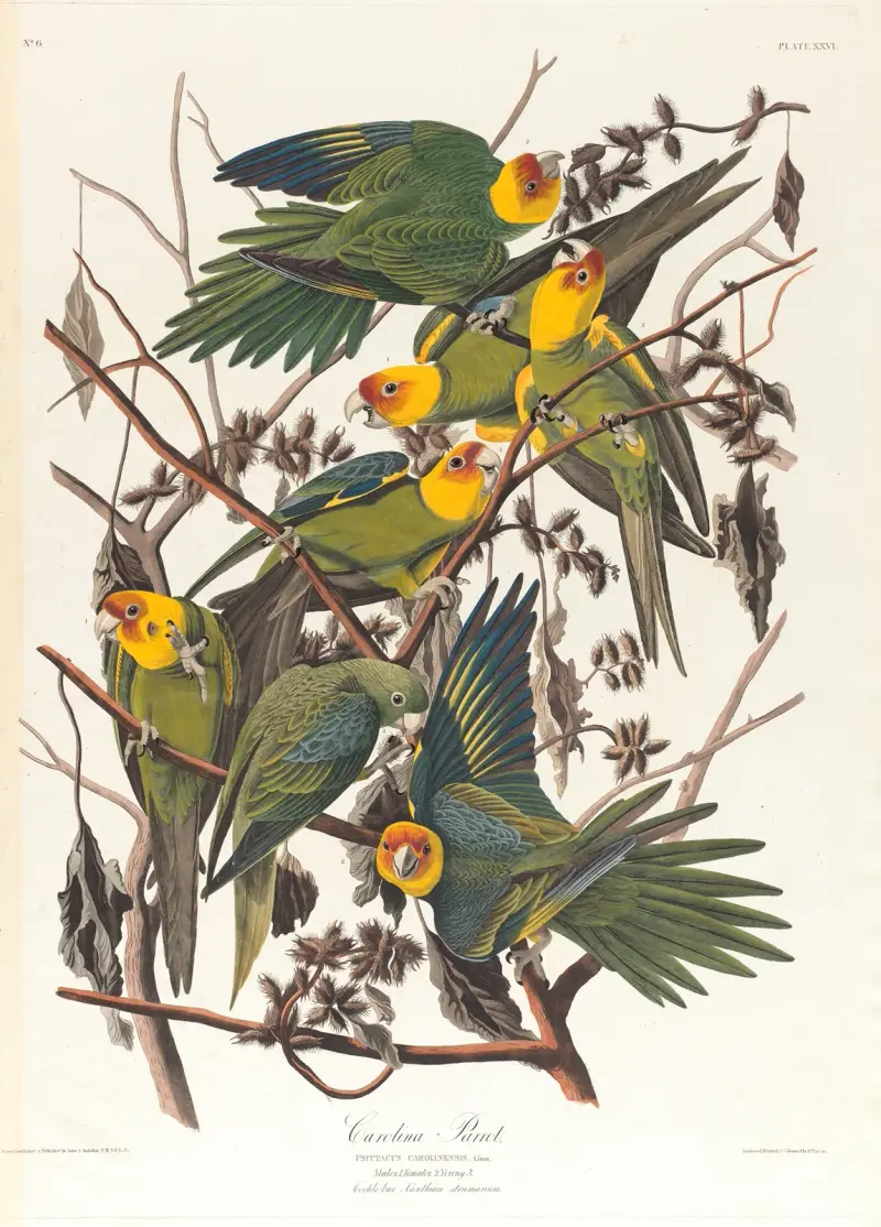 Karolínský papoušek, John James Audubon