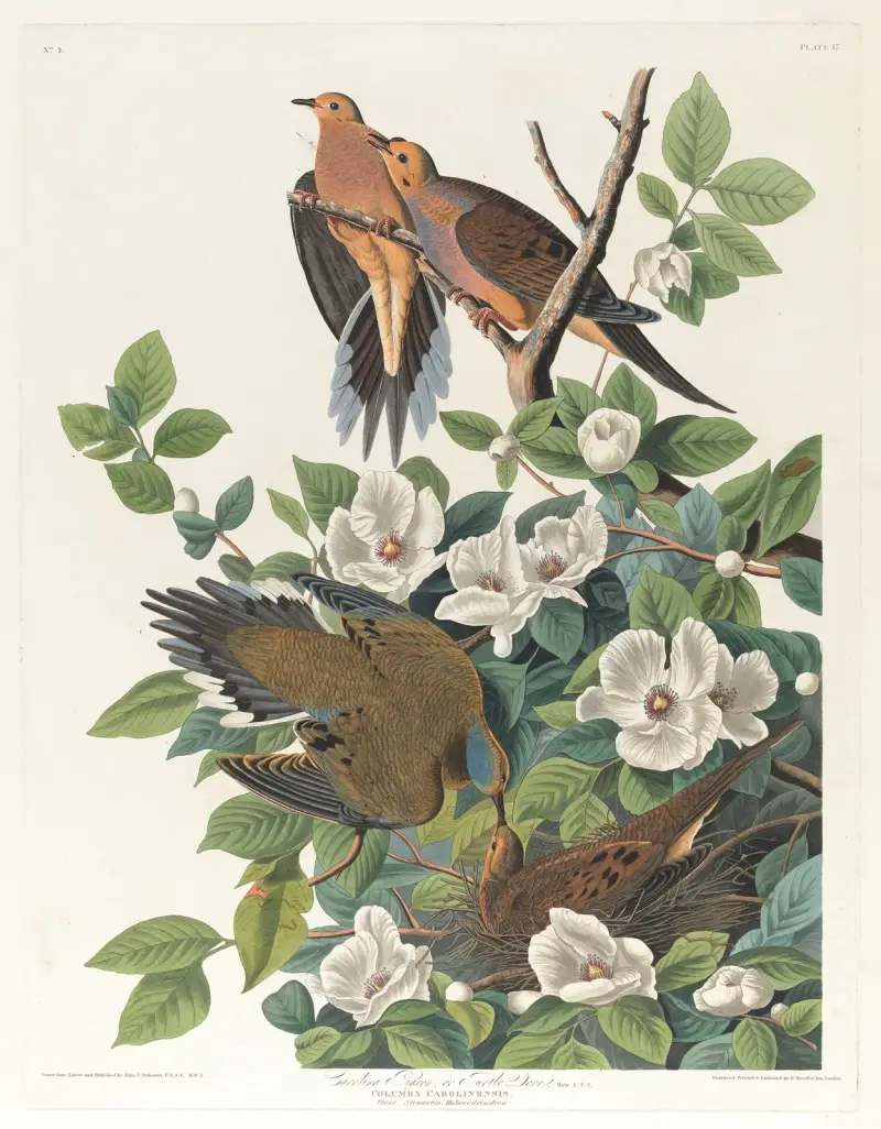 Carolina pigeon or turtle dove av John James Audubon