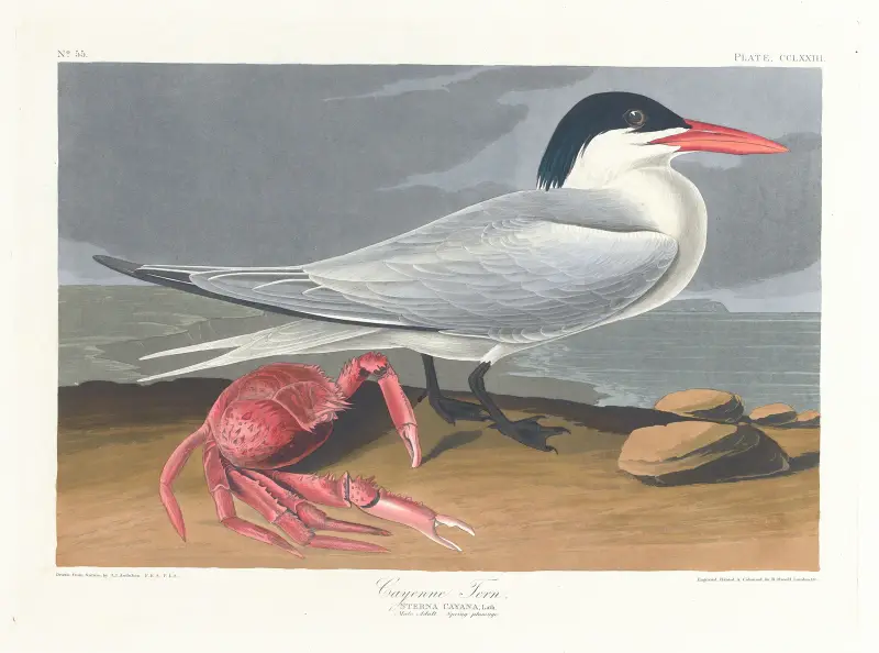 Cayensk tärna, John James Audubon