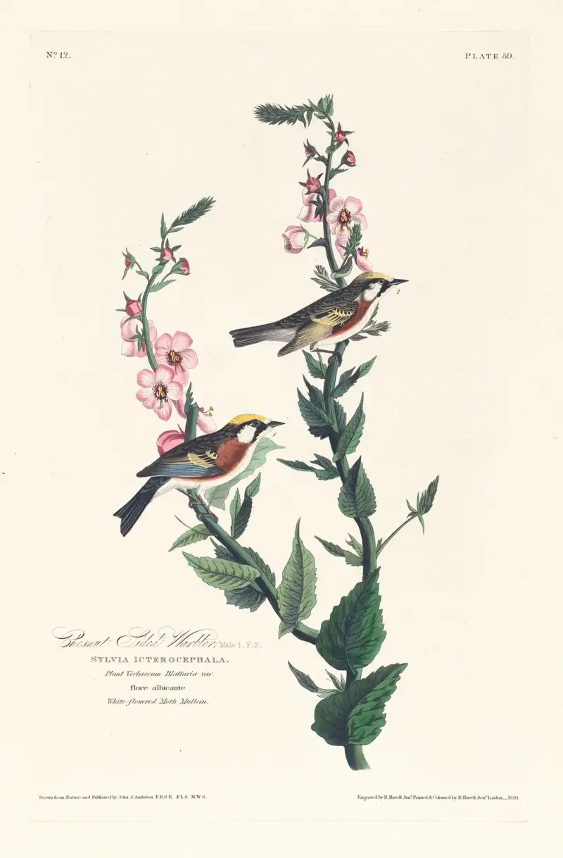 Kastanjesångare, John James Audubon