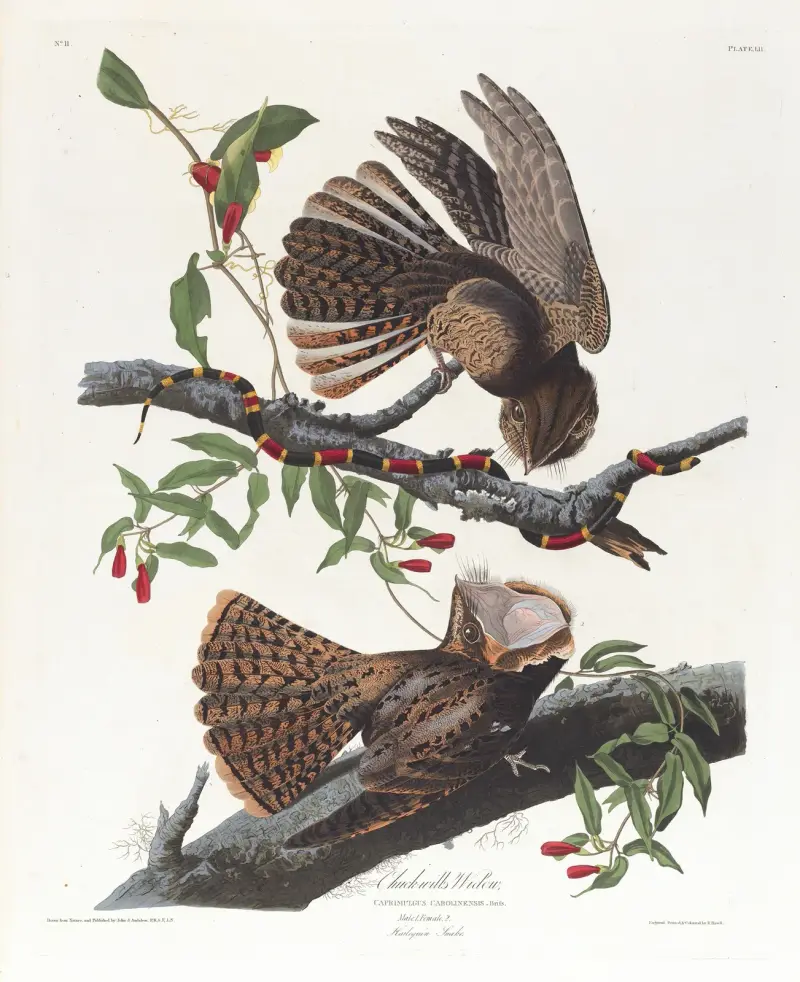 Chuck-will's-widow von John James Audubon