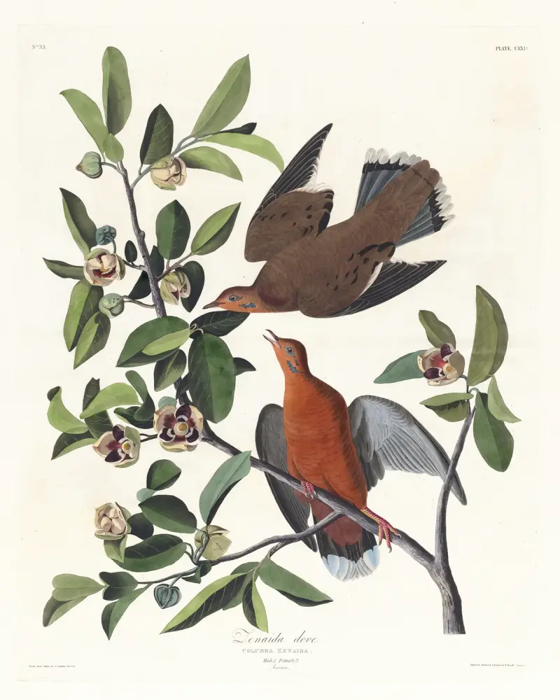 Columba zenaida, John James Audubon
