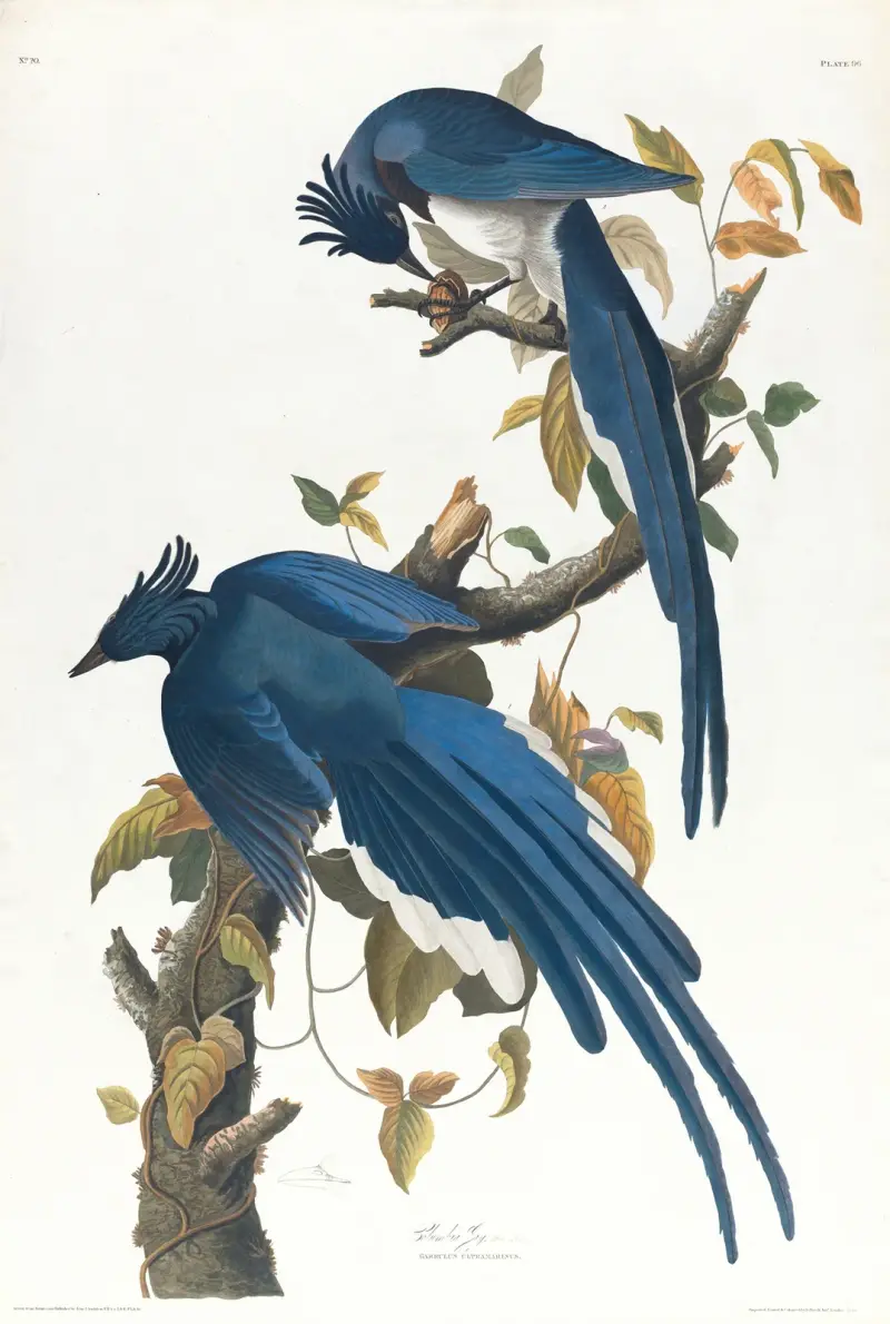 Kolumbijská sojka, John James Audubon