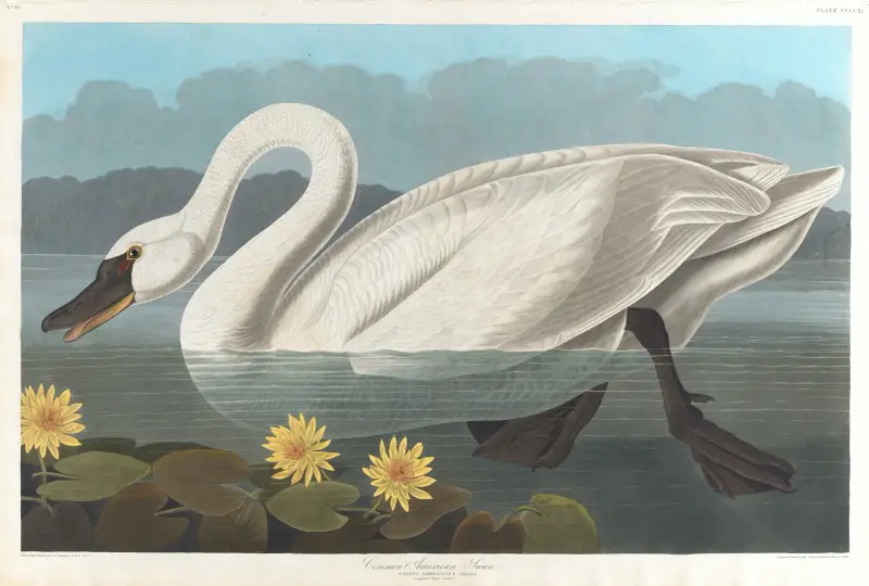Common American swan av John James Audubon
