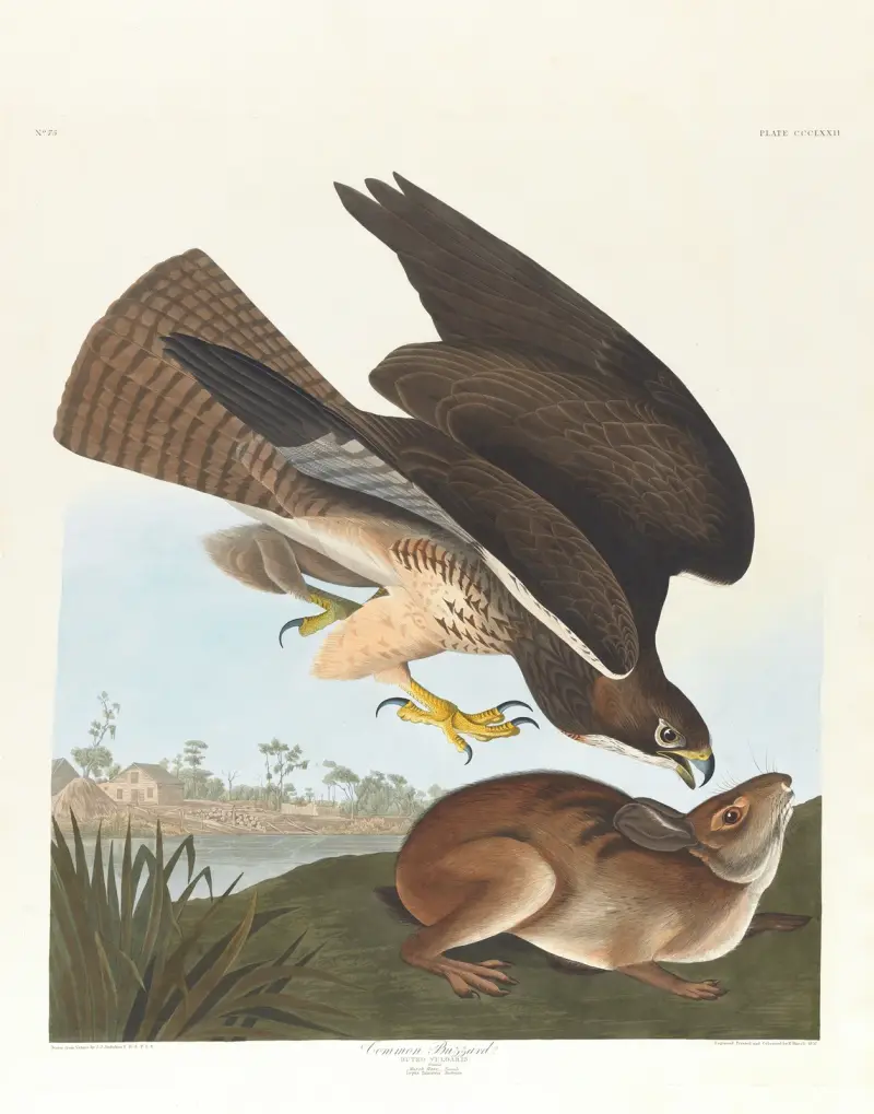 Káně lesní, John James Audubon