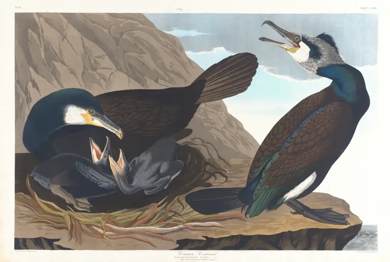 Kormorán velký, John James Audubon
