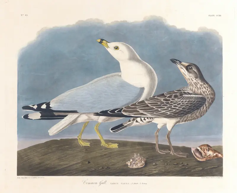 Racek chechtavý, John James Audubon