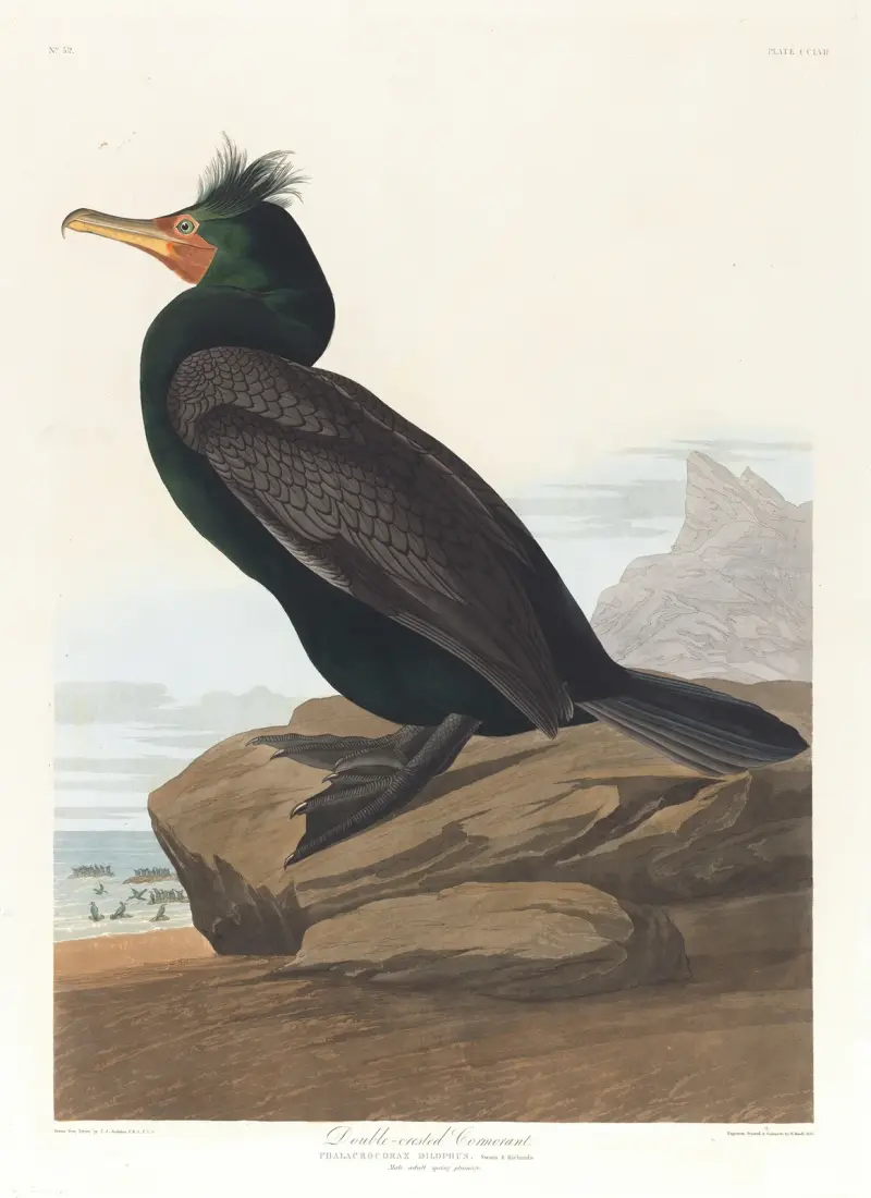 Dvojhřebený kormorán, John James Audubon
