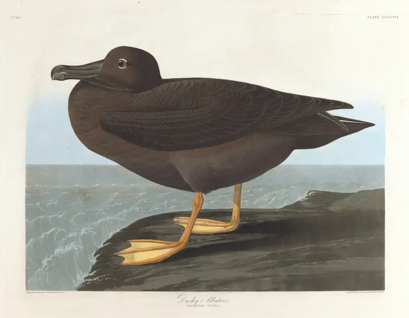 Albatros tmavý, John James Audubon