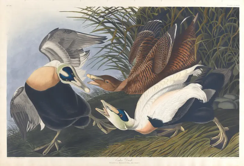 Eiderente von John James Audubon