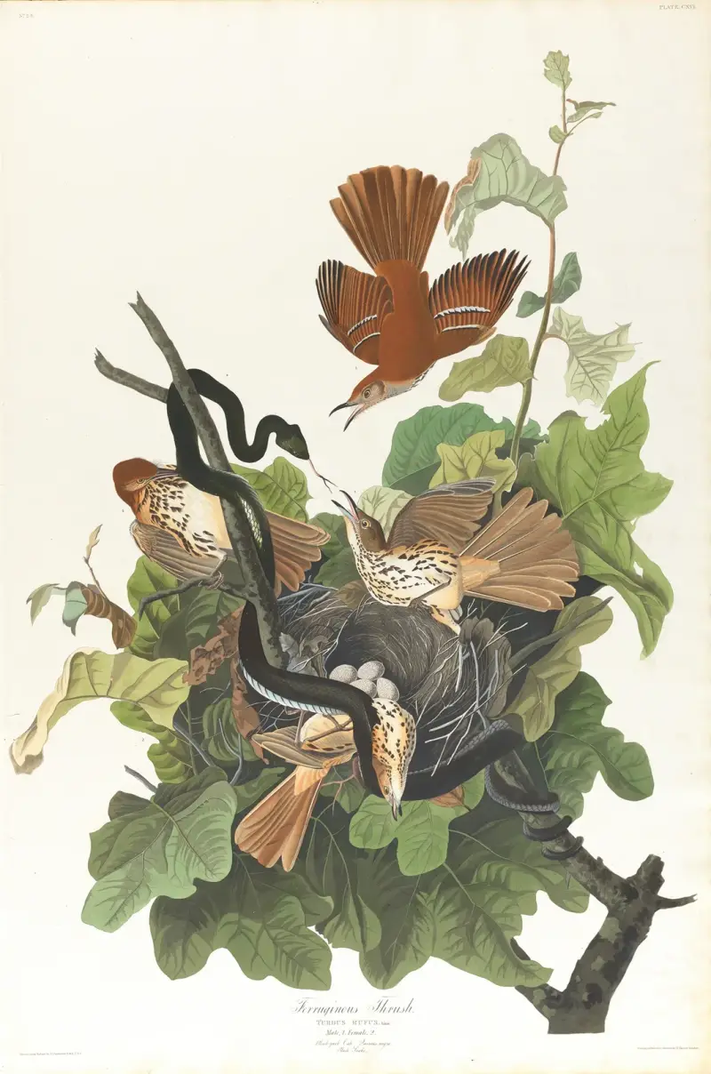 Rezavý drozd, John James Audubon