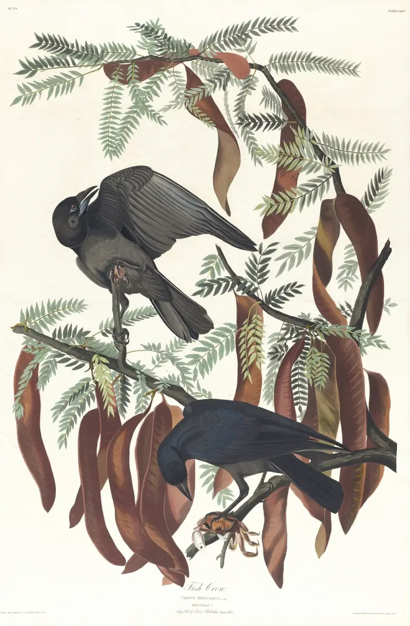 Fiskkråka, John James Audubon