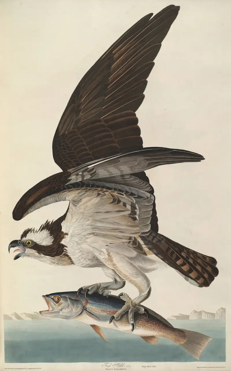 Fischadler, 1827 von John James Audubon