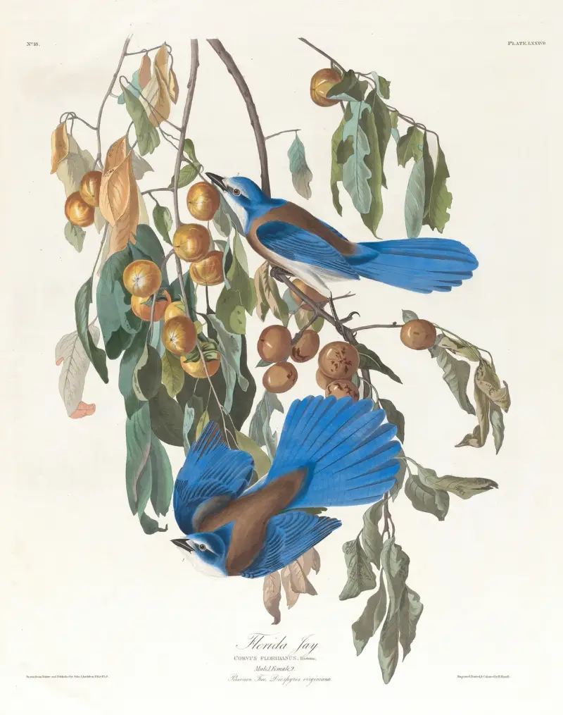 Floridská sojka, John James Audubon