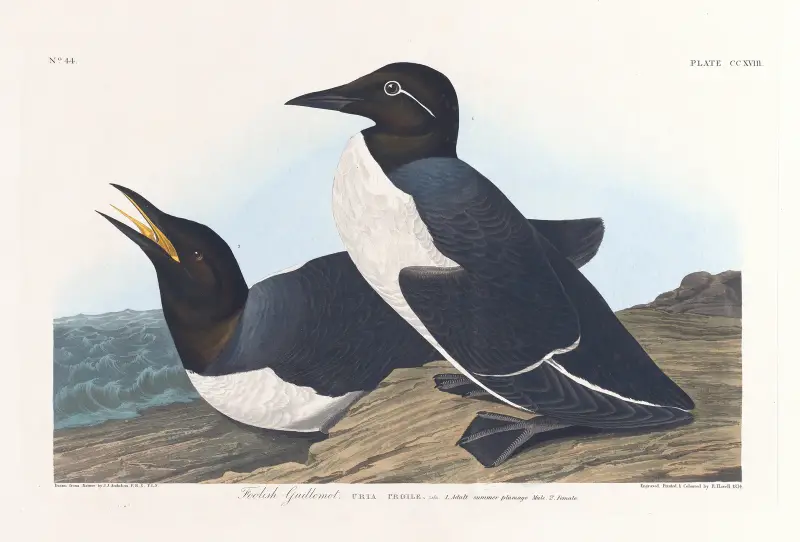 Głuptak, 1827 – nr 2, John James Audubon