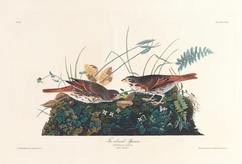 Liščí strnad, John James Audubon