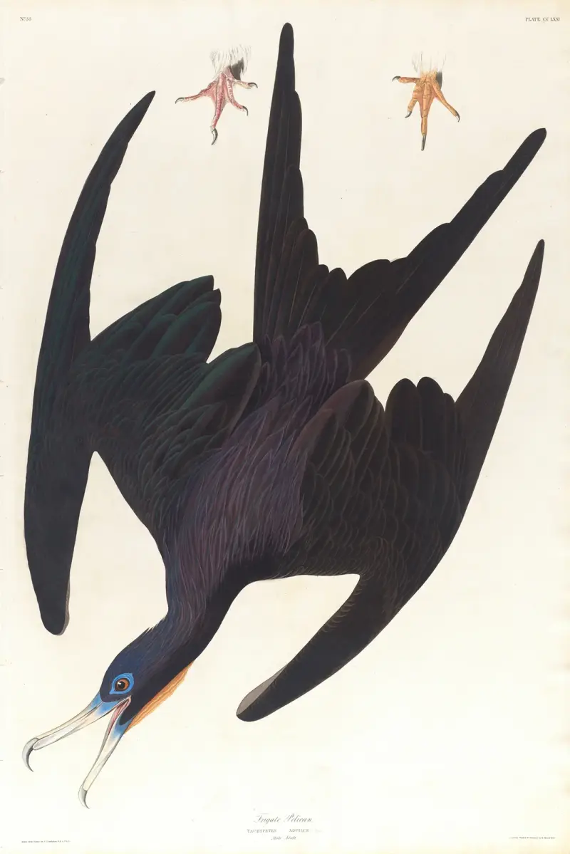 Fregattpelikan von John James Audubon