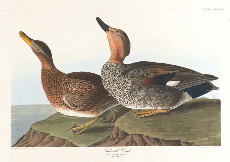 Ostronfågel, John James Audubon