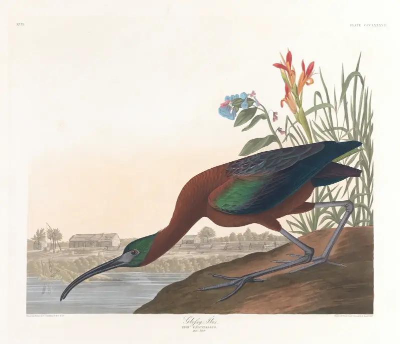 Glossy ibis, John James Audubon