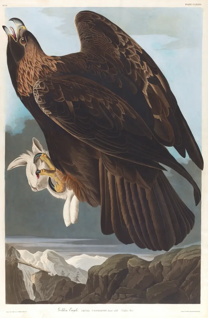Orel skalní, John James Audubon