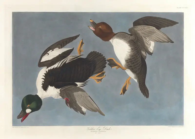 Golden-eye duck, Fuligula clangula av John James Audubon