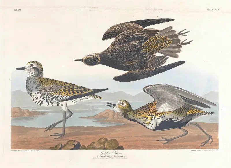 Zlatý kulík, John James Audubon