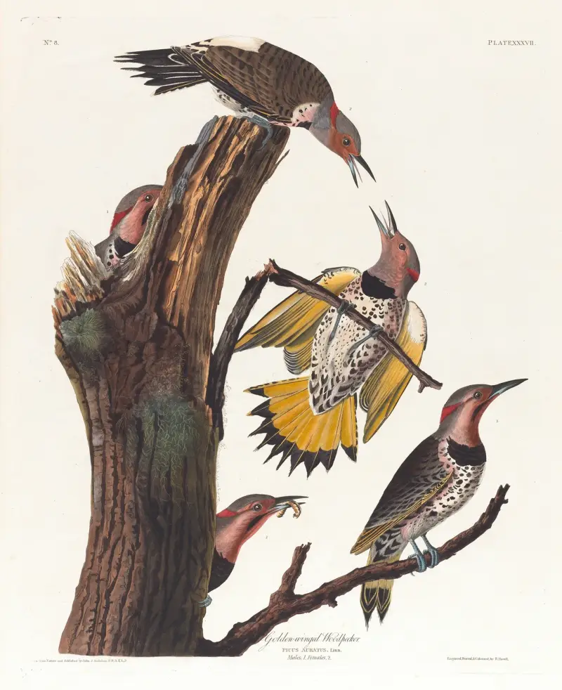 Golden-winged woodpecker av John James Audubon