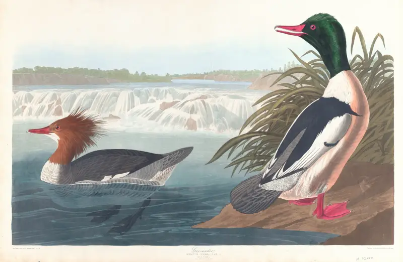 Morčák velký, John James Audubon