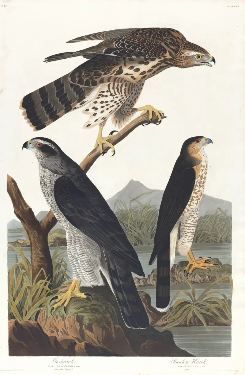 Habicht, Stanleys Habicht von John James Audubon