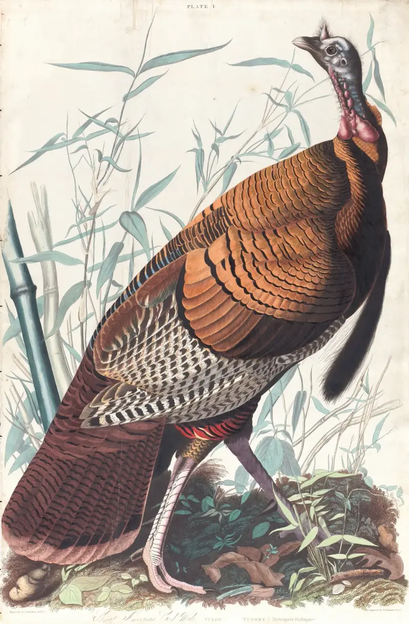 Great American cock av John James Audubon