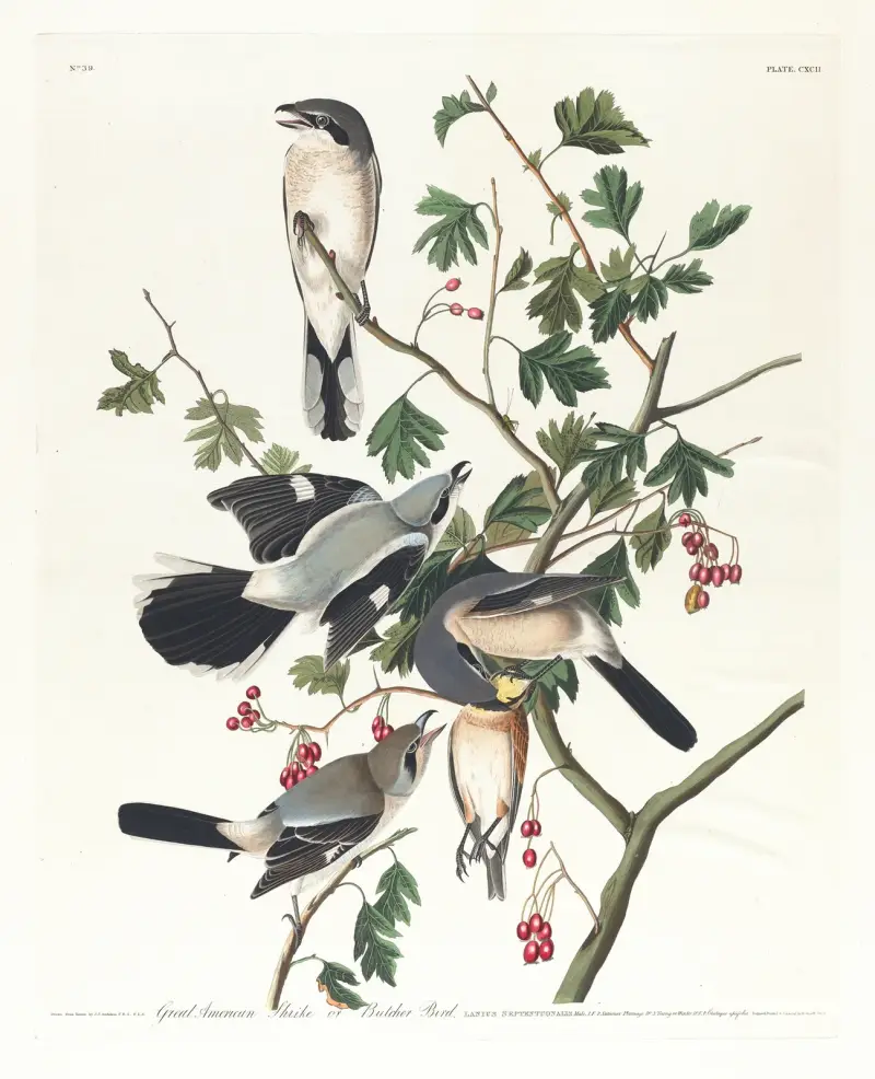 Great American shrike or butcher bird av John James Audubon