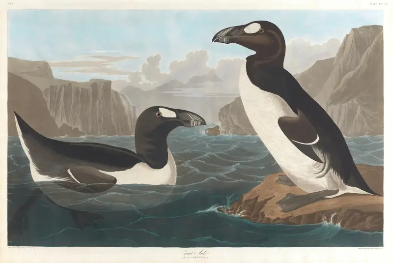 Riesenalk, 1827 – Nr. 1 von John James Audubon