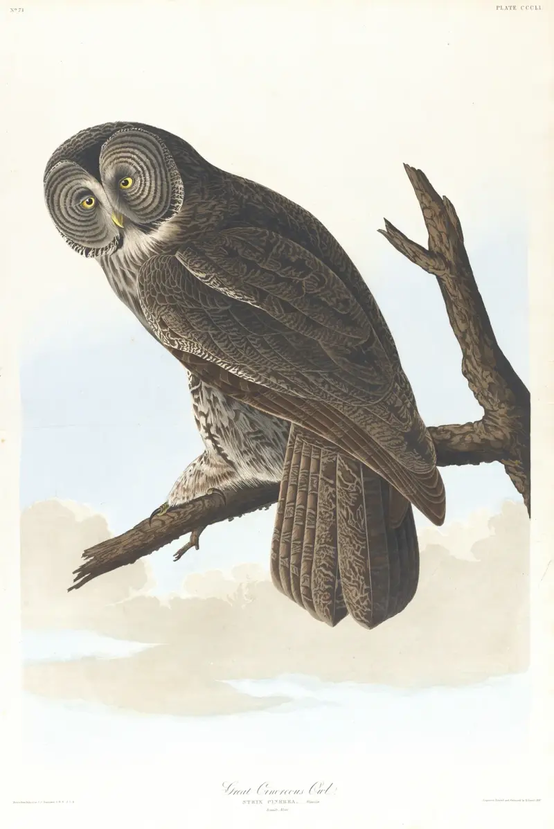 Great cinereous owl av John James Audubon