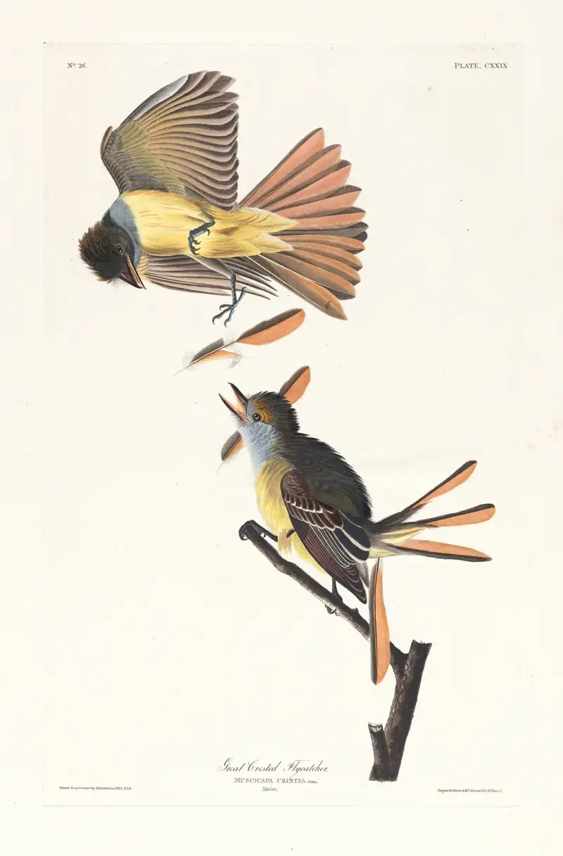 Velký tyranovec chocholatý, John James Audubon