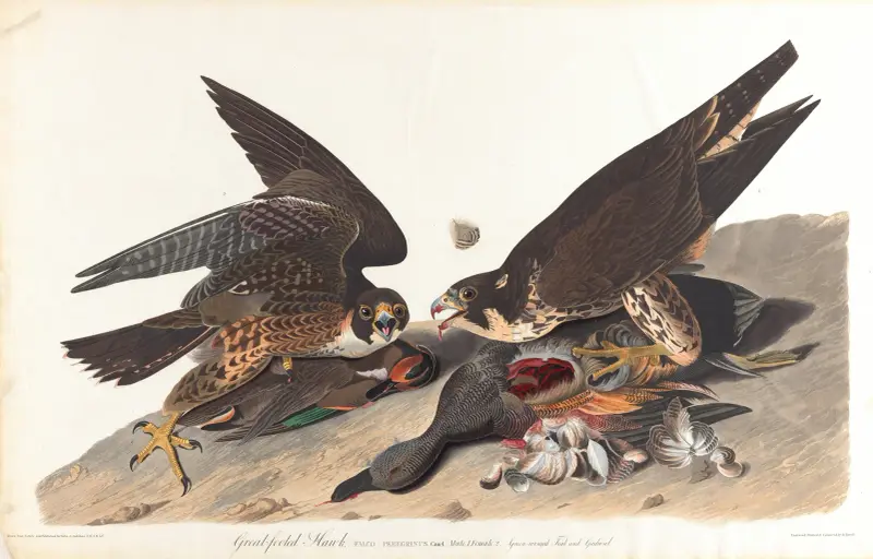Velkonohý jestřáb, 1827 – Nr. 2, John James Audubon