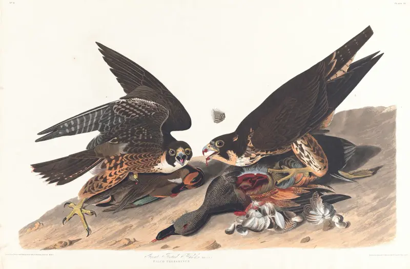 Velký jestřáb s opeřenýma nohama, 1827 – Nr. 1, John James Audubon