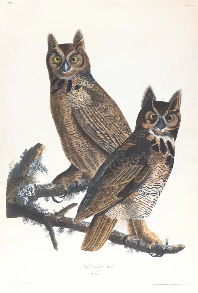 Wielka sowa rogata, John James Audubon